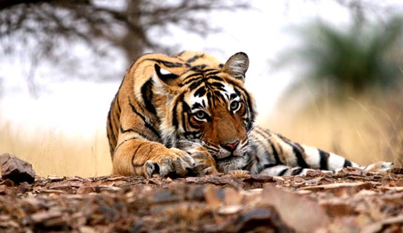 Rajasthan Tiger Tour